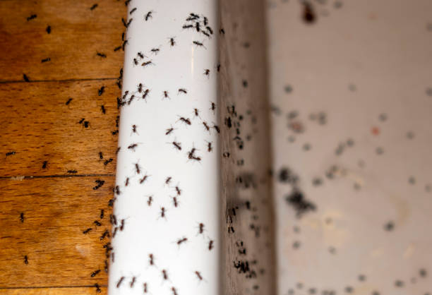 Best Emergency Pest Control  in Fort Smith, AR