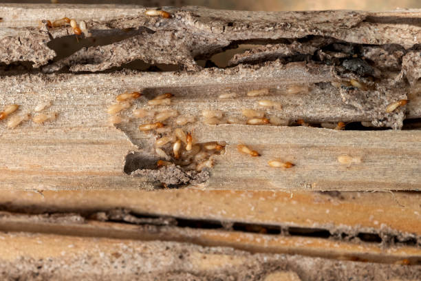 Best Bed Bug Extermination  in Fort Smith, AR