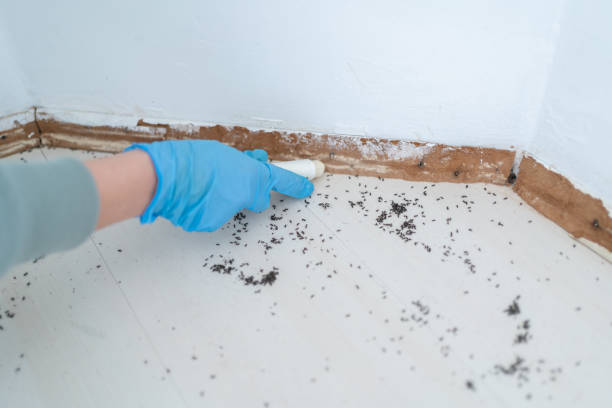 Best Wasp Removal Services  in Fort Smith, AR